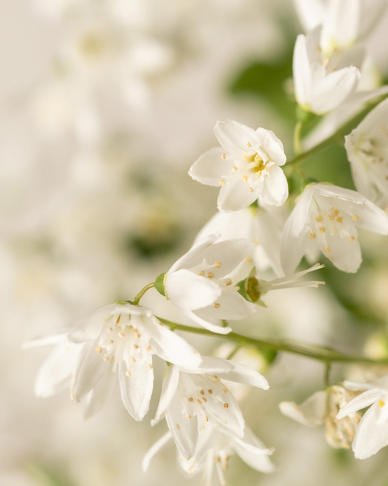 feey-amsterdam-deutzia-gracilis-bl-tenstrauch-ohne-topf image 2