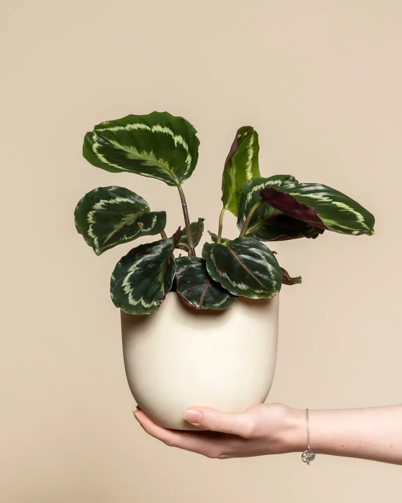 feey-variado-calathea-roseopicta-zimmerpflanze-klein image 1