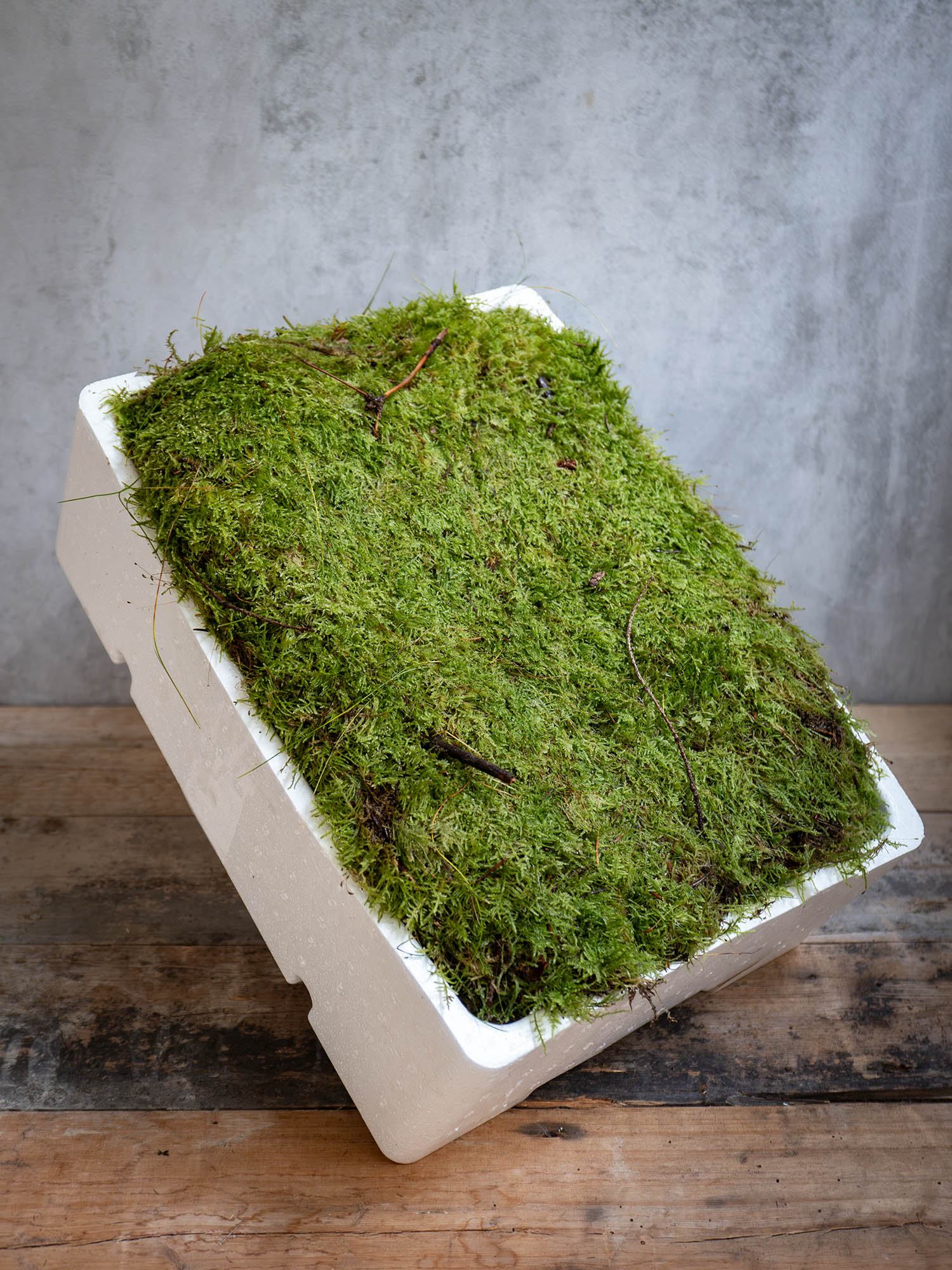 blumigo-moos-plattenmoos-frisch-nat-rlicher-bodendecker image 1