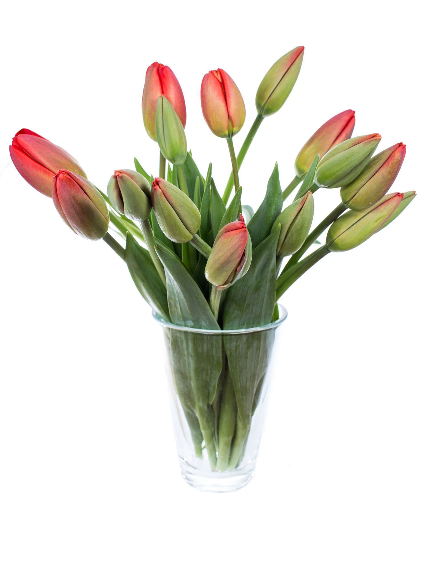 blumigo-tulpen-parade-freilandtulpe-rot-st-ck-8-tage-frisch image 2
