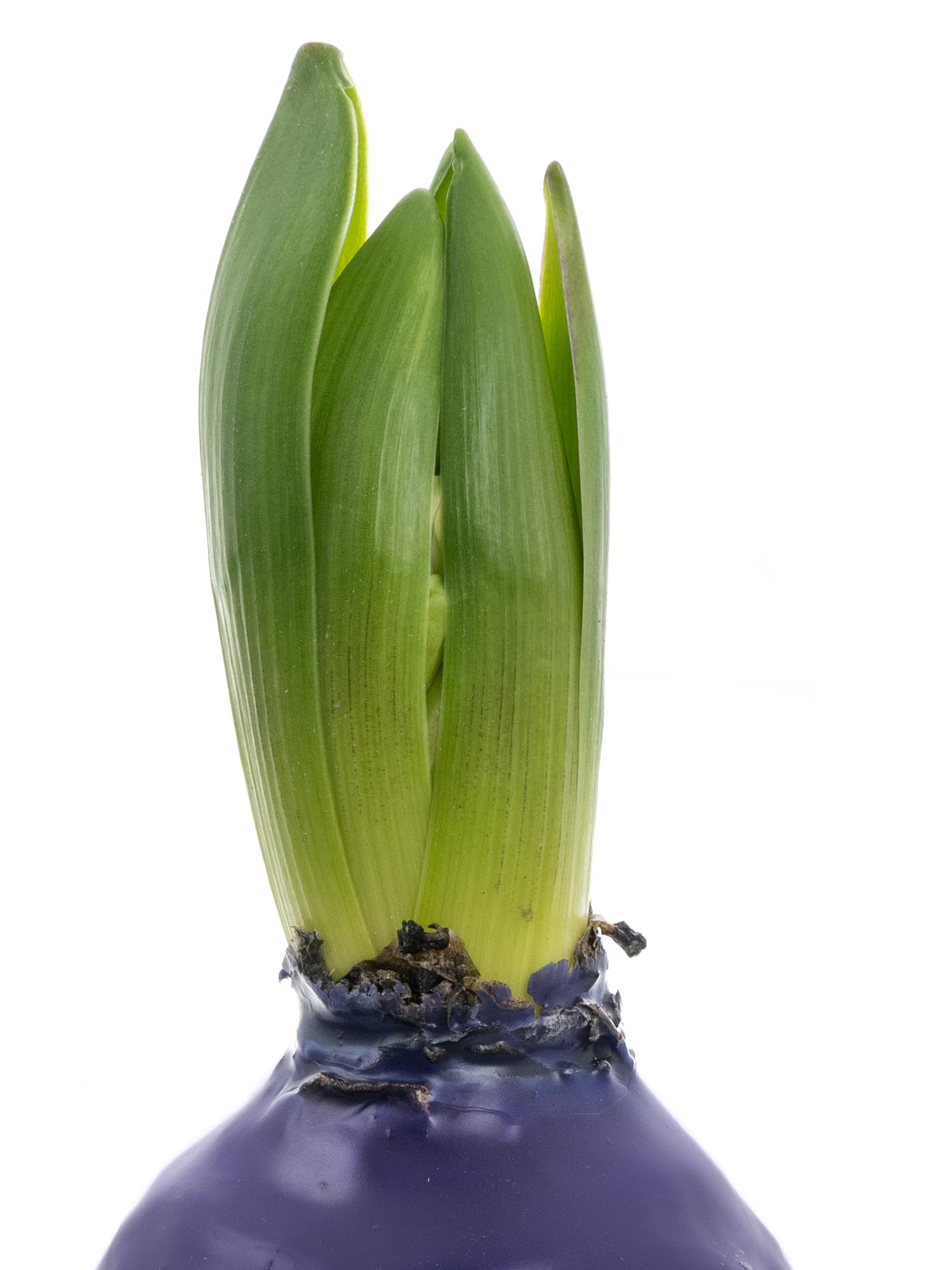 blumigo-fr-hlingsknollen-hyazinthenknolle-violett-gewachst image 2