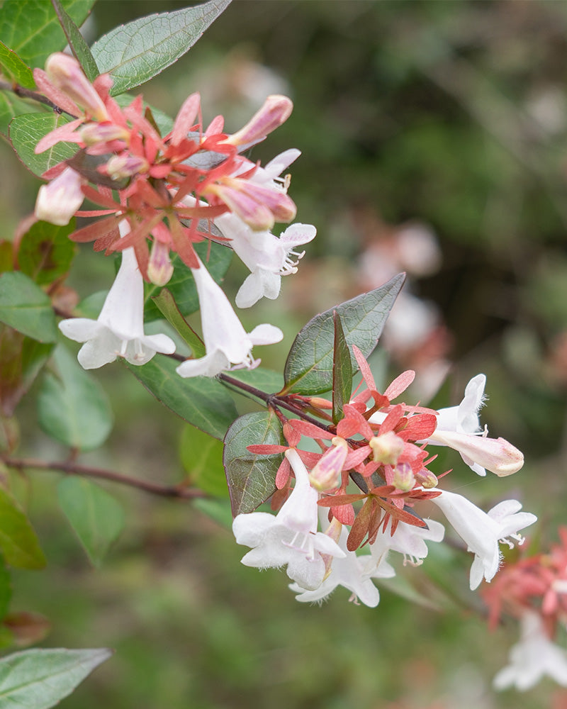 feey-amsterdam-abelia-grandiflora-bl-hstrauch-winterhart image 2