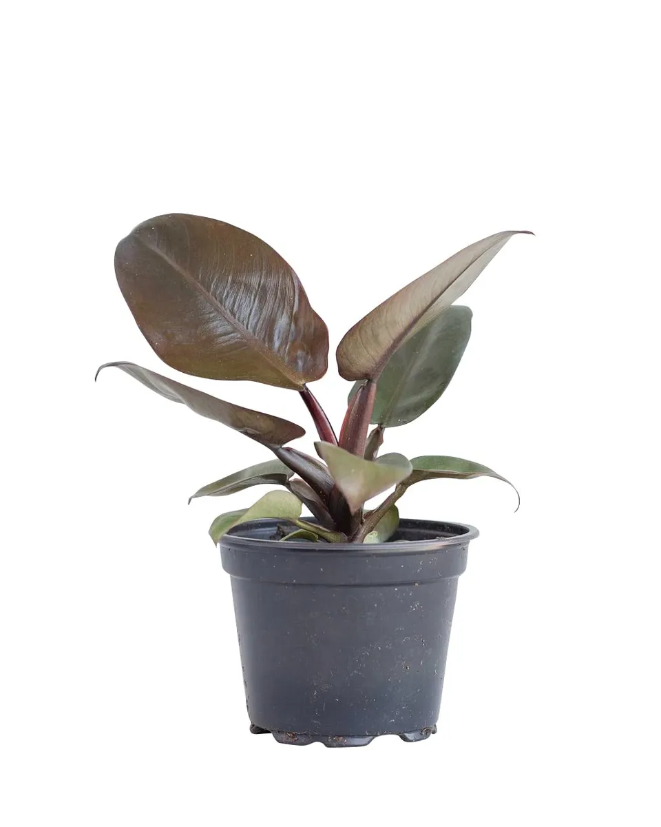plnts-rareplnts-philodendron-black-cardinal-zimmerpflanze-20-cm-dunkel image 1