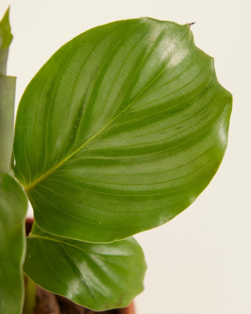 plnts-baby-calathea-orbifolia-zimmerpflanze-15-cm image 5