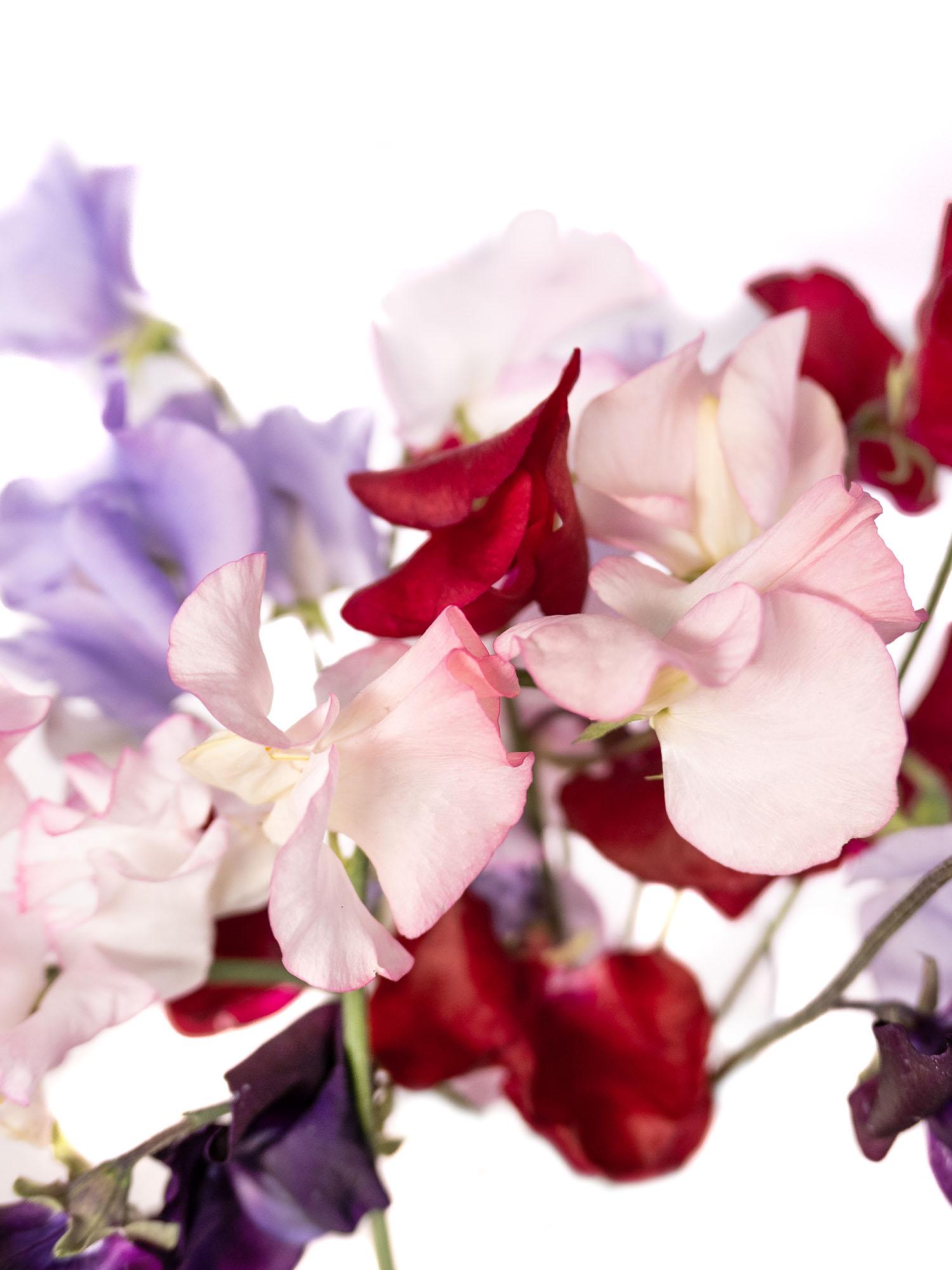 blumigo-wicken-bunte-mischung-schnittblumen-bunt image 4