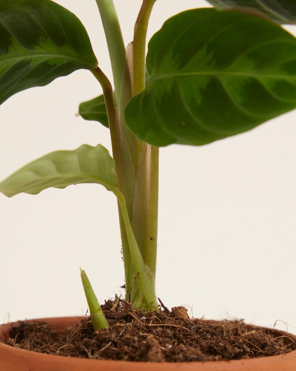 plnts-babyplnts-calathea-warscewiczii-zimmerpflanze-12-cm image 5