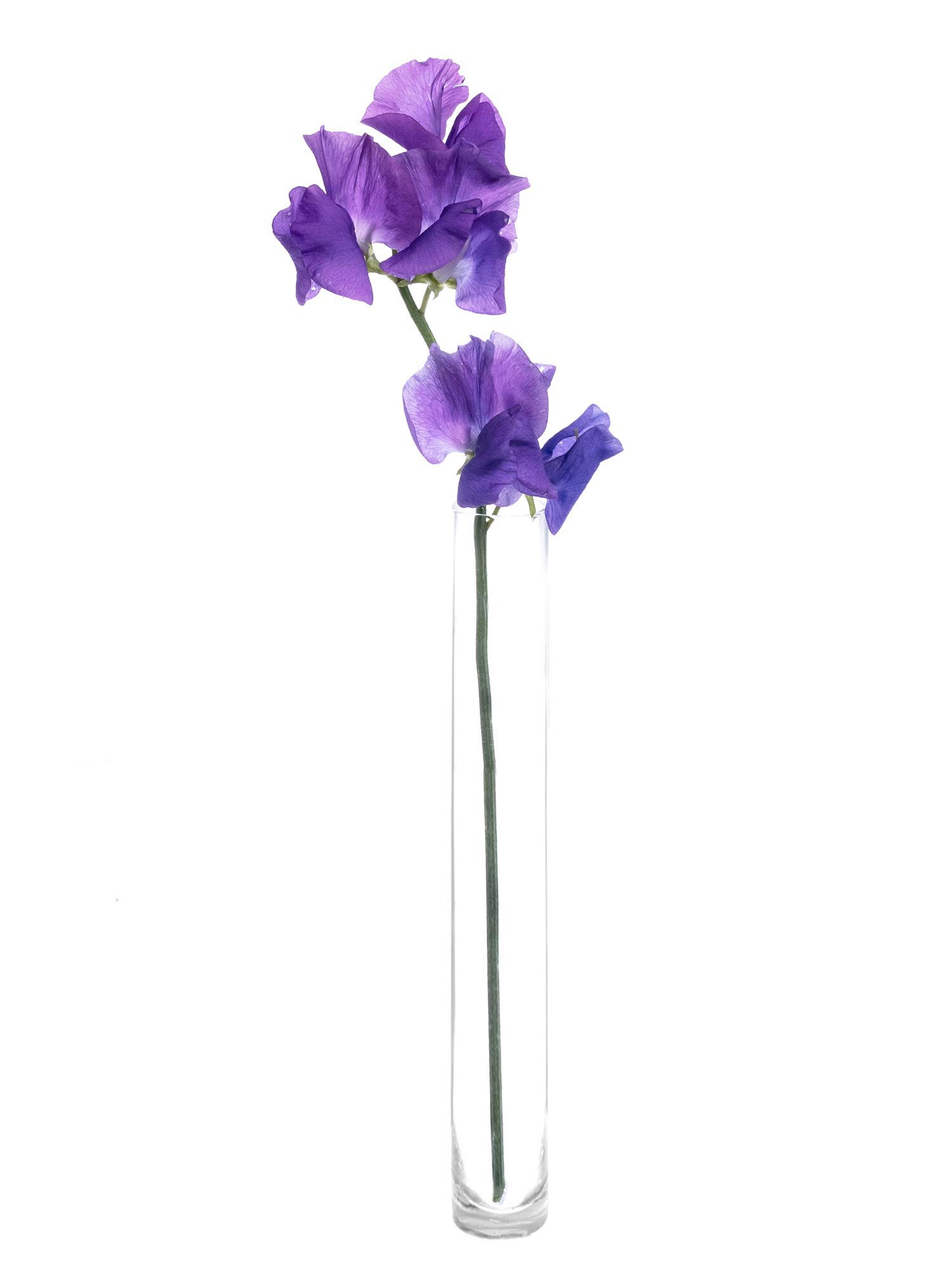 blumigo-wicken-sunshine-mauve-schnittblume-violett image 3