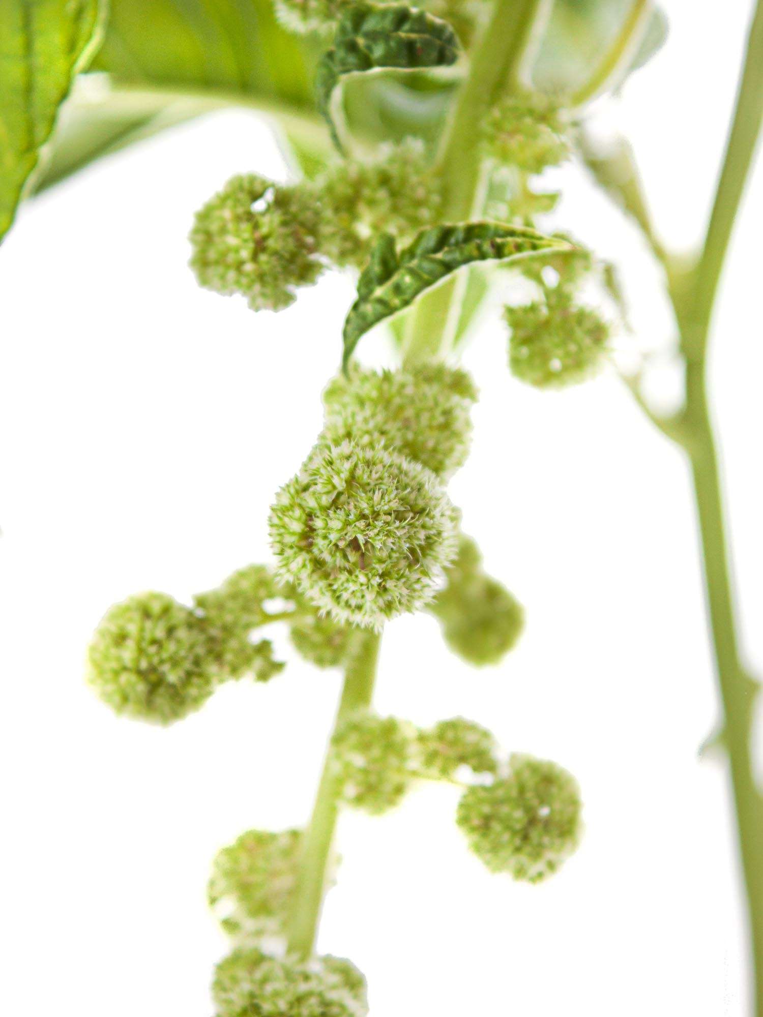 blumigo-blattwerk-und-bindegr-n-amaranthus-cyclop-gr-n-h-ngend image 5