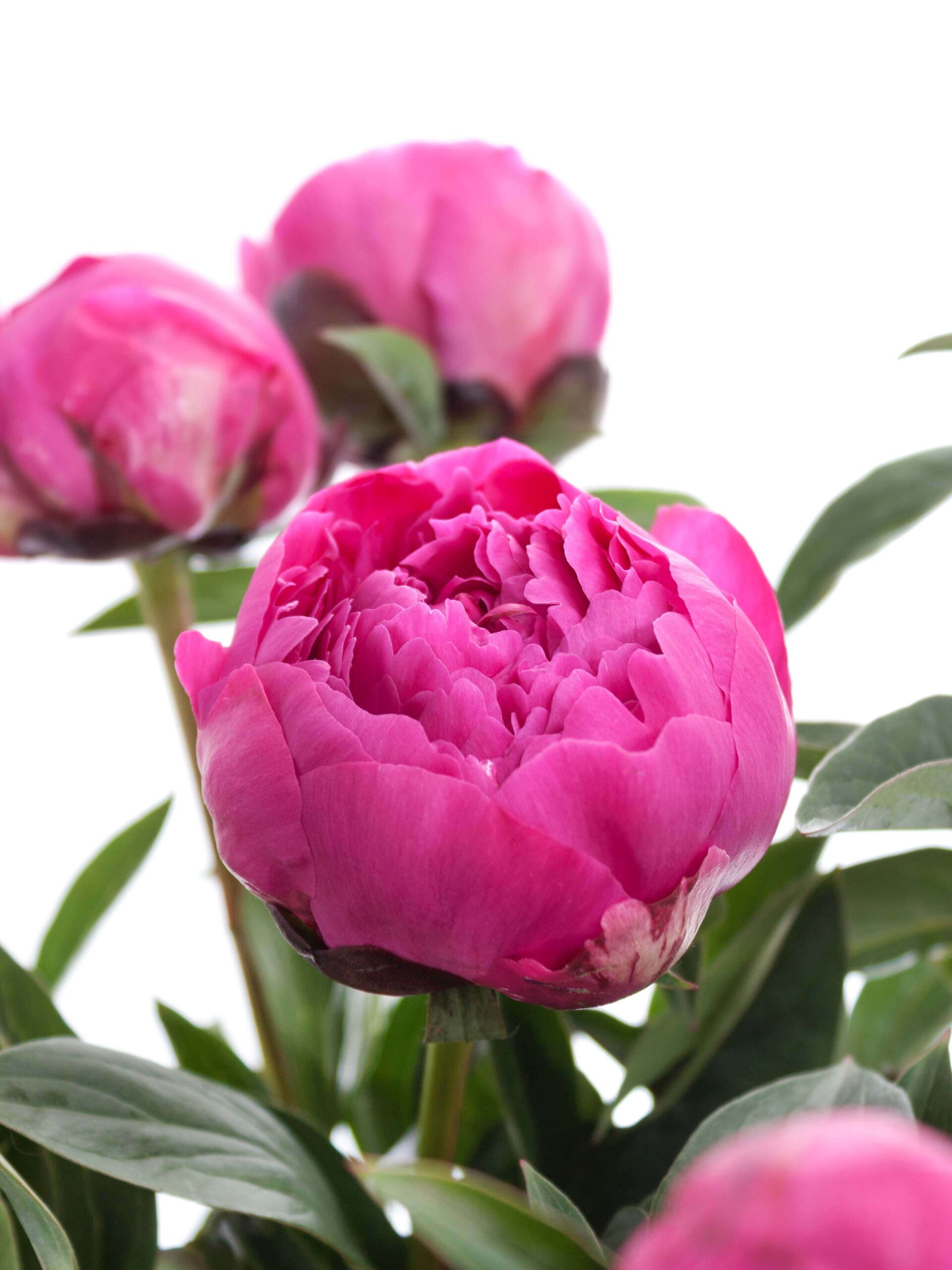 blumigo-pfingstrosen-kansas-schnittblume-pink image 2