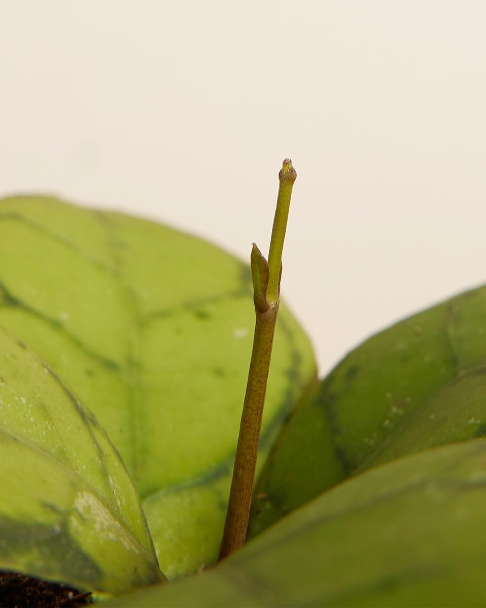 plnts-babyplnts-hoya-callistophylla-steckling-2-cm-10-cm-hoch image 2