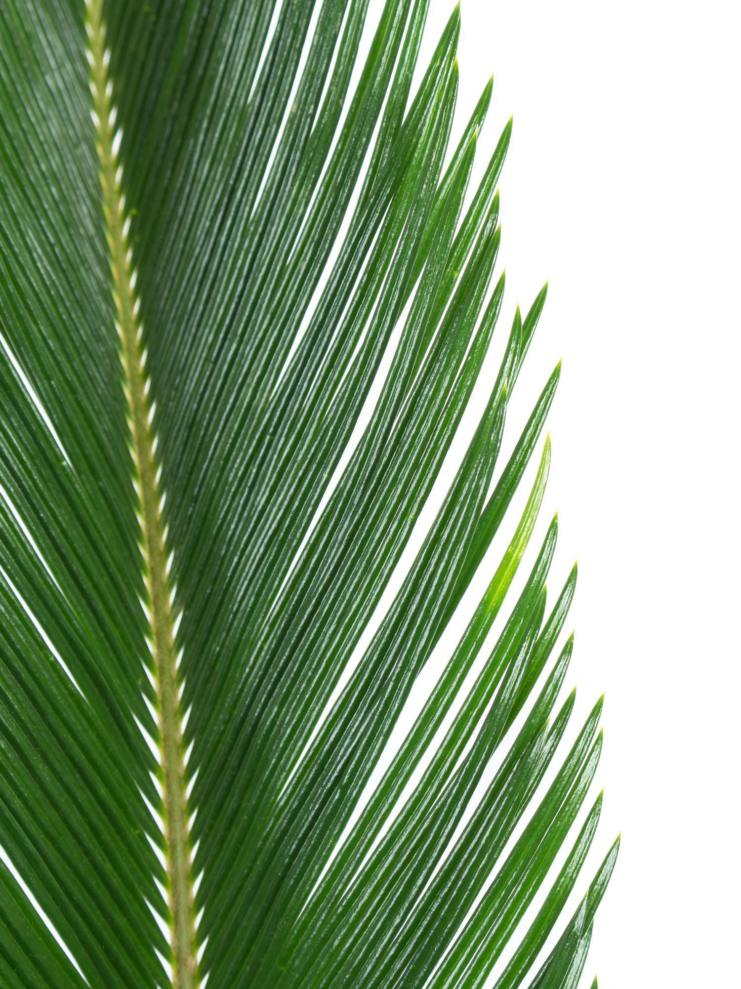 blumigo-blattwerk-cycas-anturios-palmbl-tter-schnittgr-n image 2