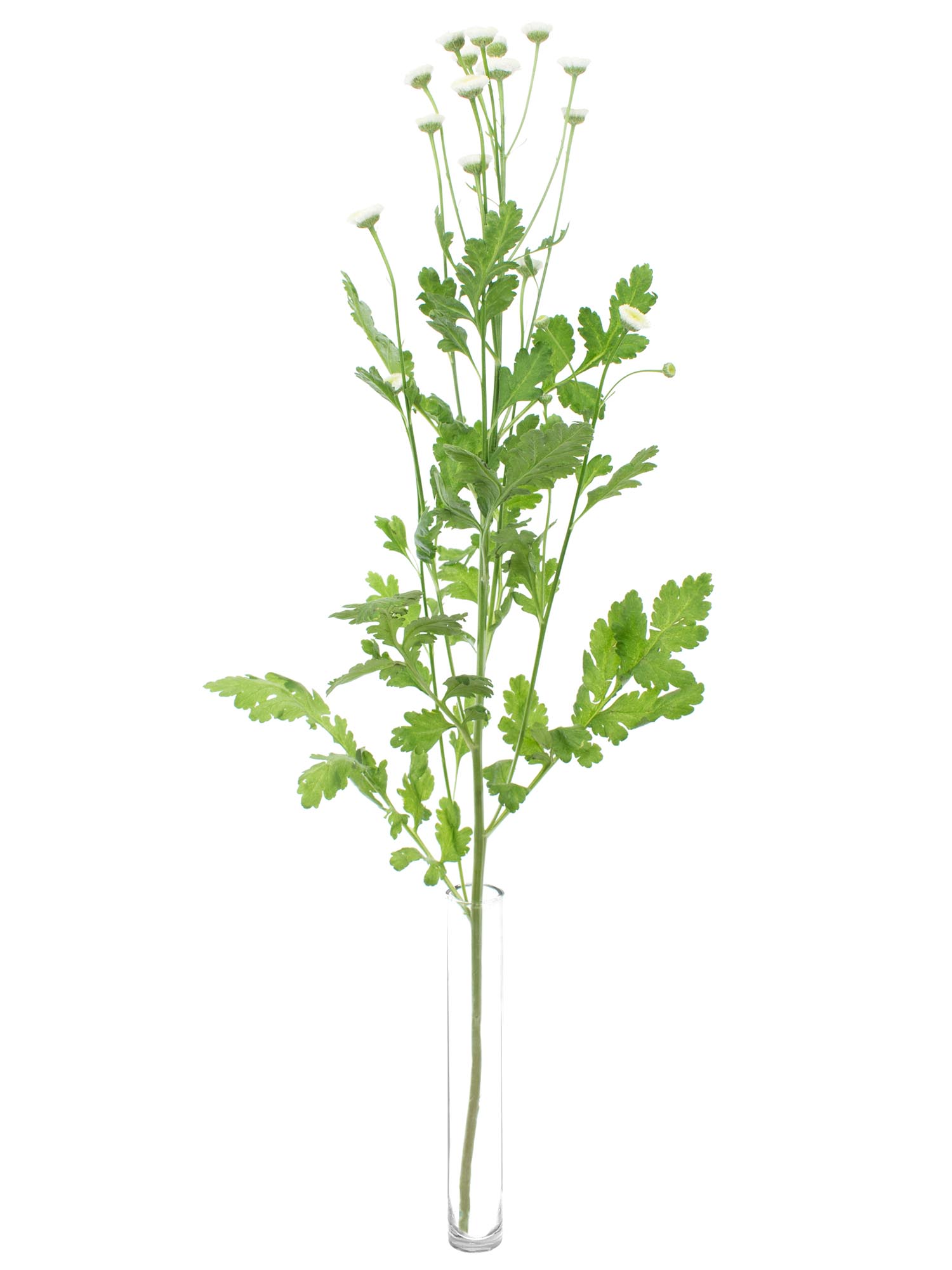 blumigo-tanacetum-parthenium-mutterkraut-wei-stiel image 4