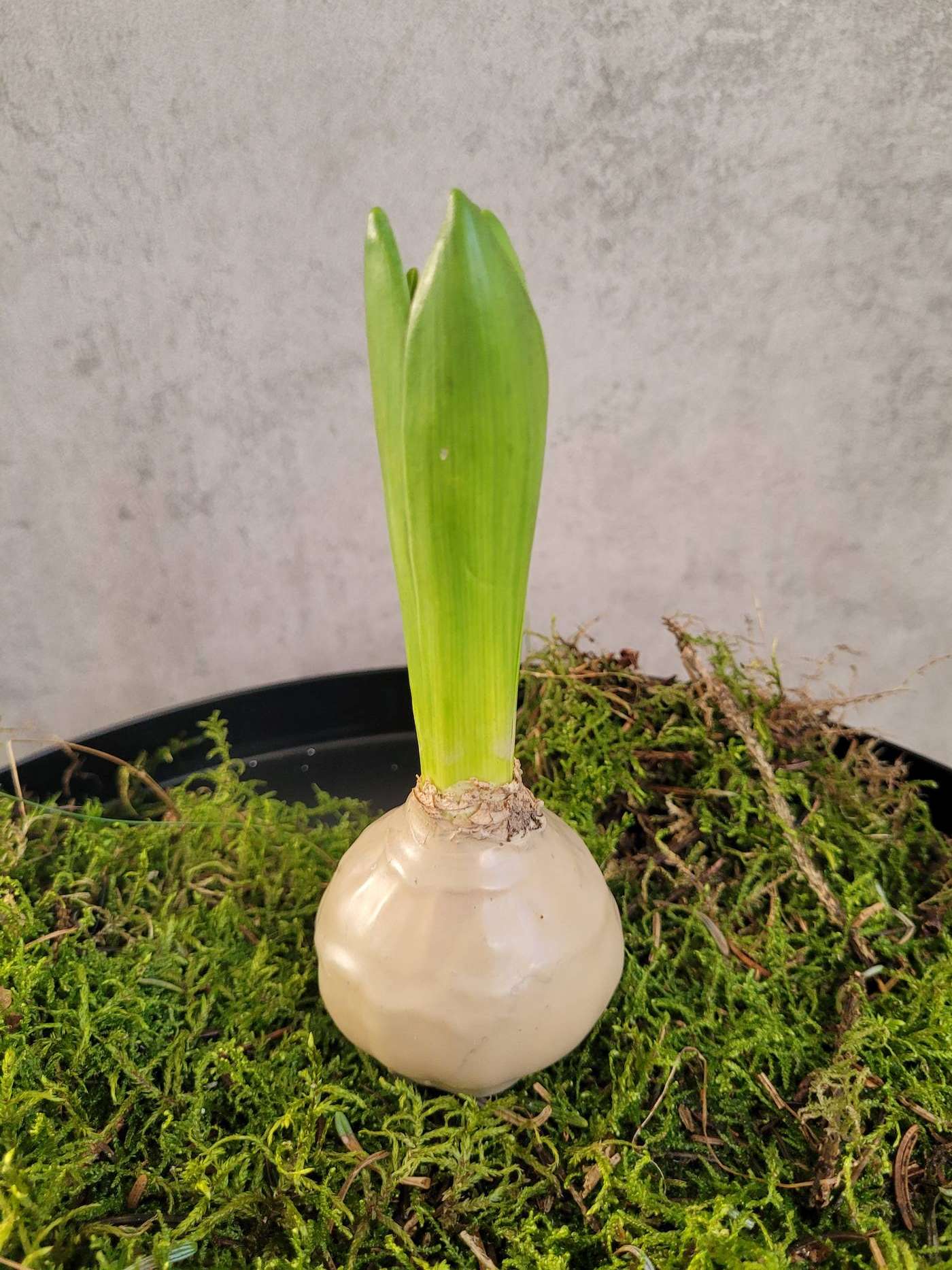 blumigo-gewachste-hyazinthenknollen-wachsknollen-sand image 2