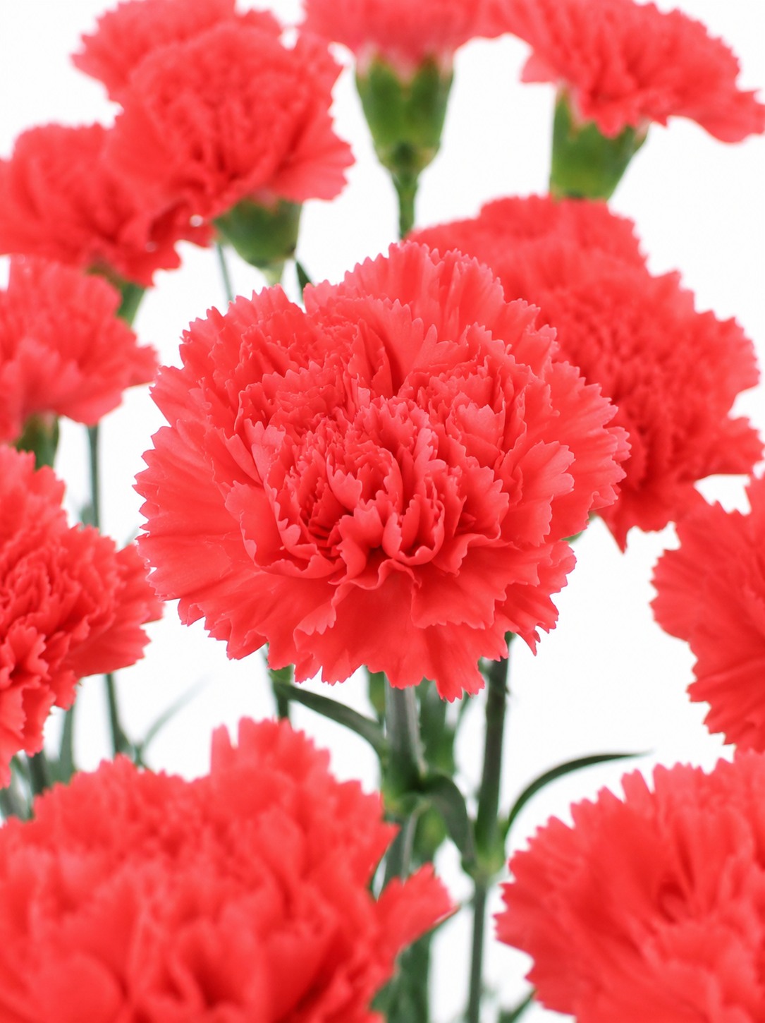 blumigo-nelken-edelnelke-bizet-schnittblume-korall-rot image 1