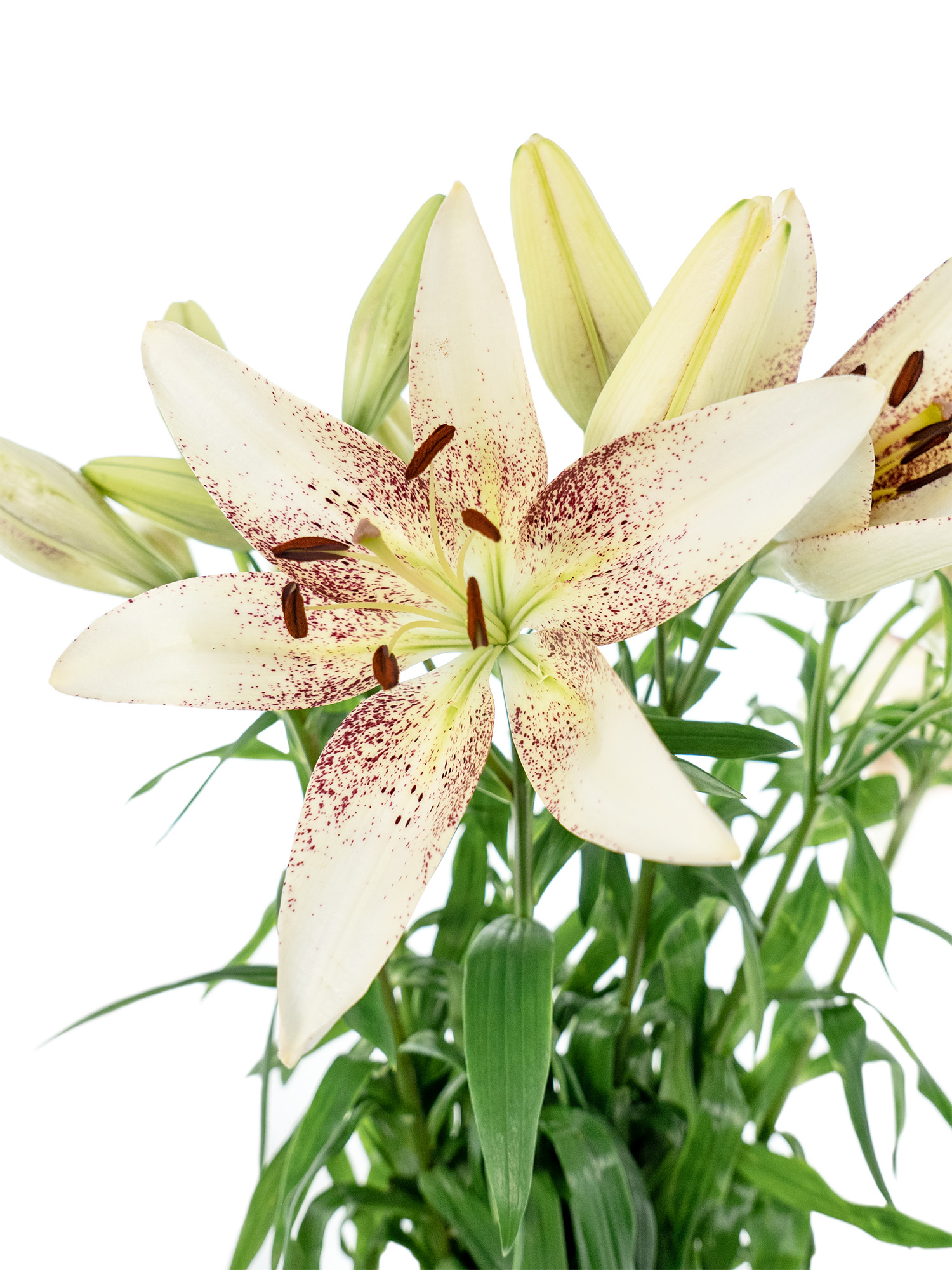 blumigo-lilien-spotify-schnittblume-wei-pink image 1
