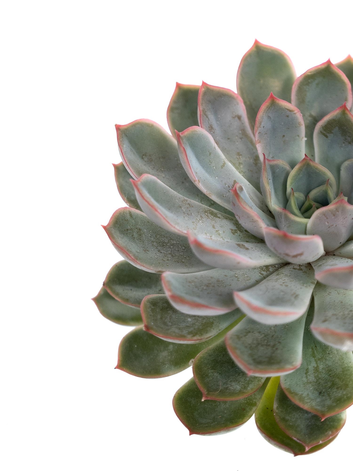 blumigo-blattwerk-sukkulente-echeveria-apus-gr-n image 2