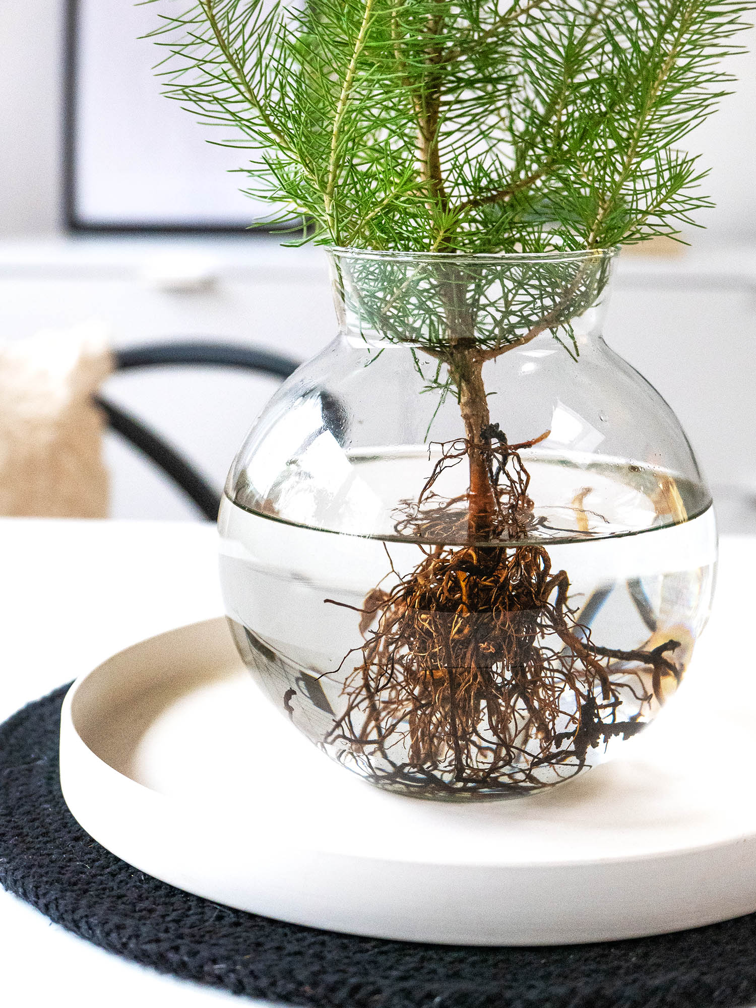 blumigo-wintergr-n-mittelmeer-kiefer-silver-crest-bund image 2