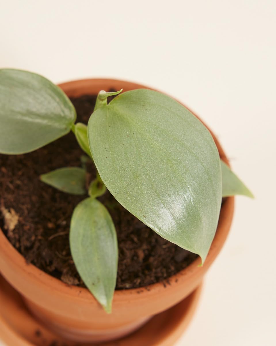 plnts-babyplnts-philodendron-silver-sword-zimmerpflanze-15cm image 3