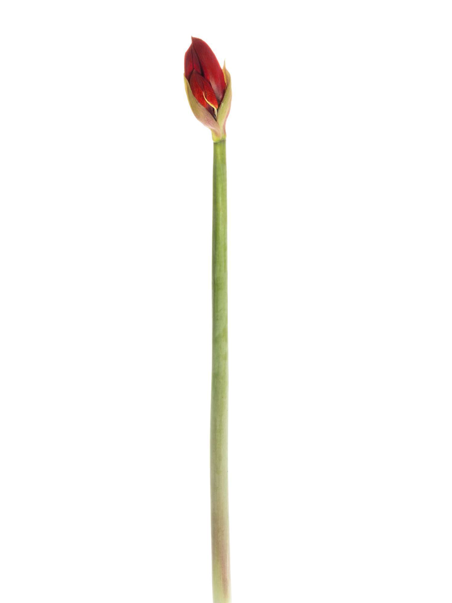 blumigo-amaryllis-red-lion-schnittblume-rot-f-r-bodenvase image 3