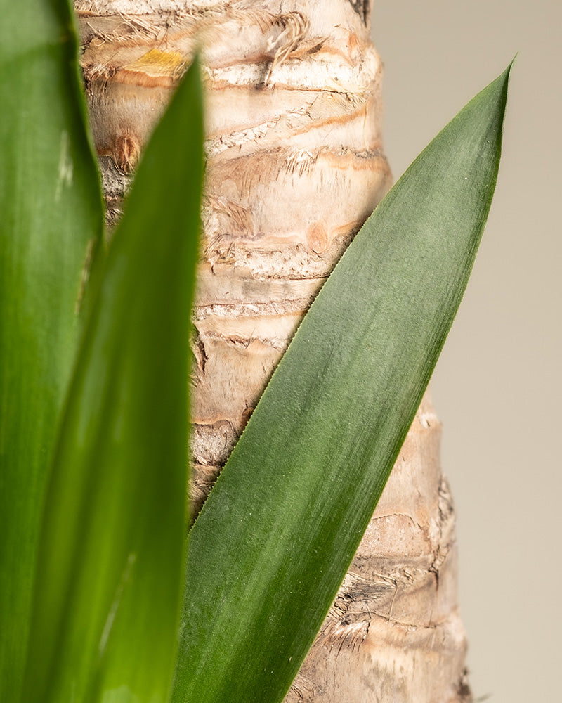 feey-variado-gro-e-yucca-xl-zimmerpflanze-yucca-palme image 7