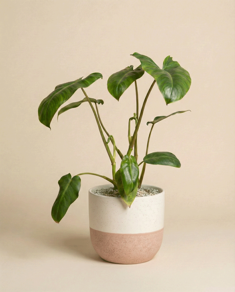 feey-variado-philodendron-paraiso-verde-zimmerpflanze image 4