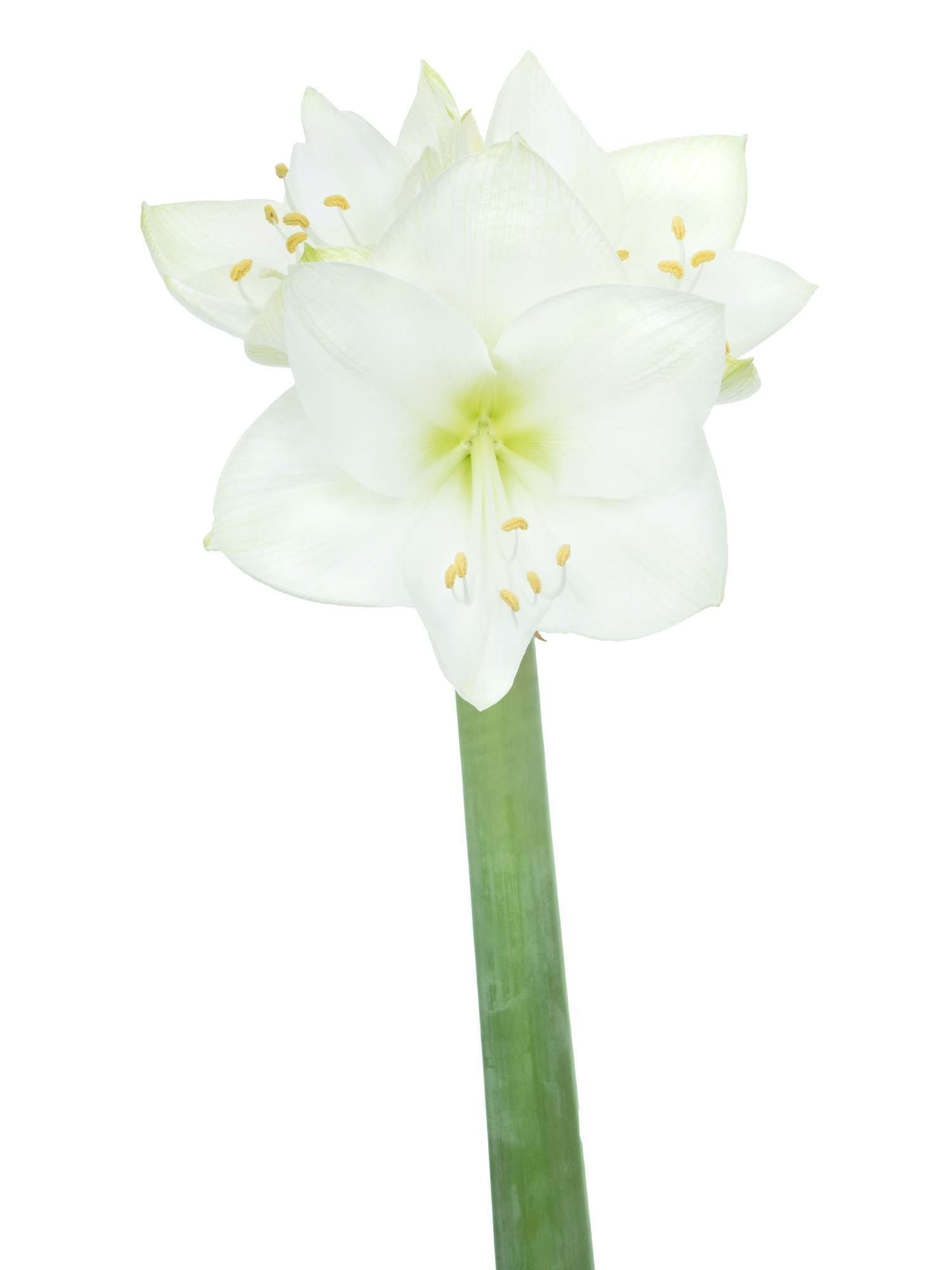 blumigo-amaryllis-casablanca-wei-schnittblume-winter image 7