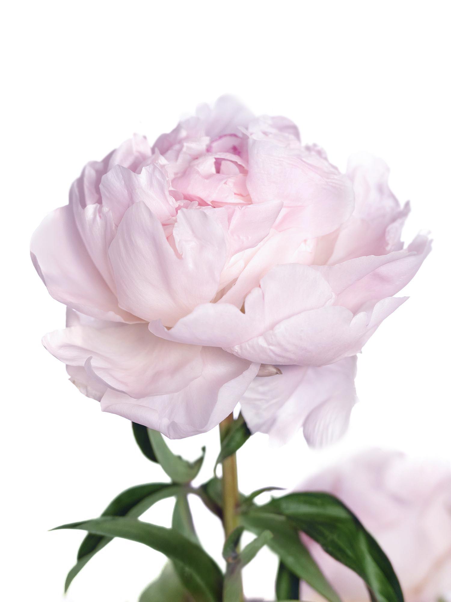 blumigo-pfingstrosen-mothers-choice-schnittblume-wei-rosa image 2