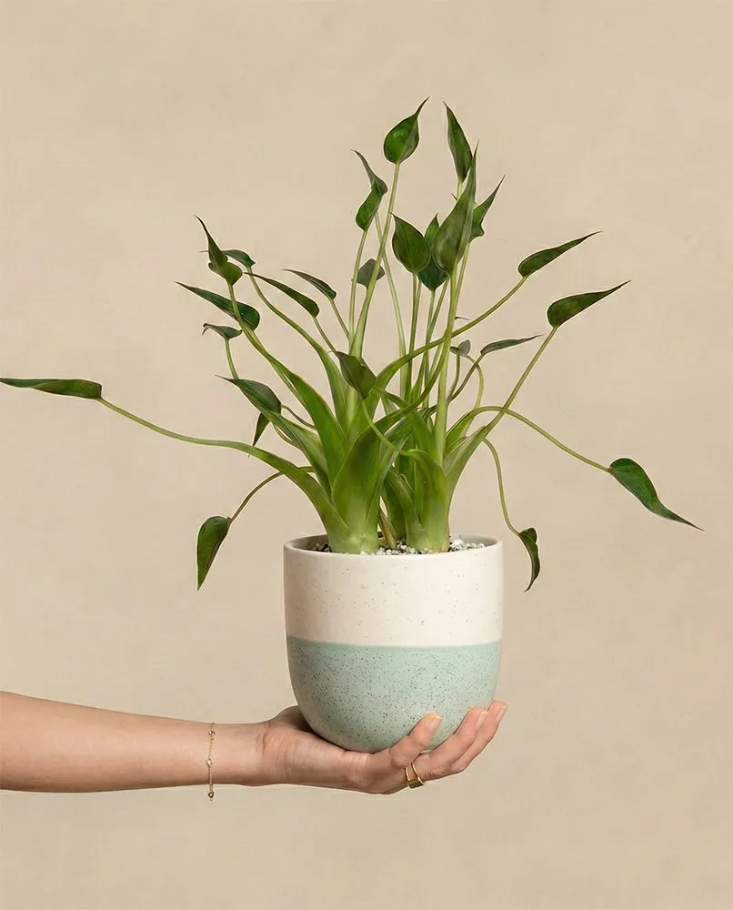 feey-tiny-dancer-alocasia-pfeilblatt-klein-bis-mittel-ohne-bertopf image 1