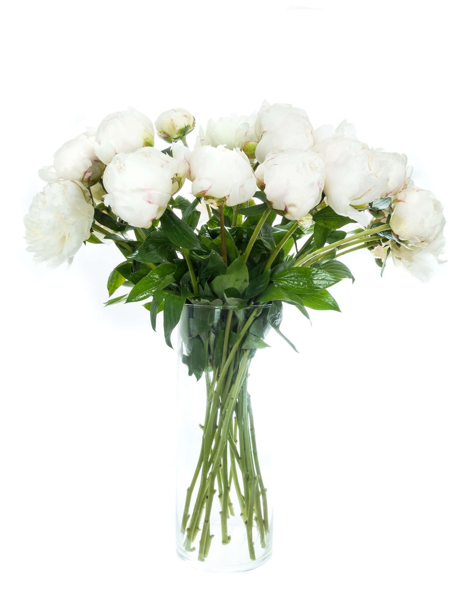 blumigo-pfingstrosen-bowl-of-cream-schnittblumen-creme-wei image 6