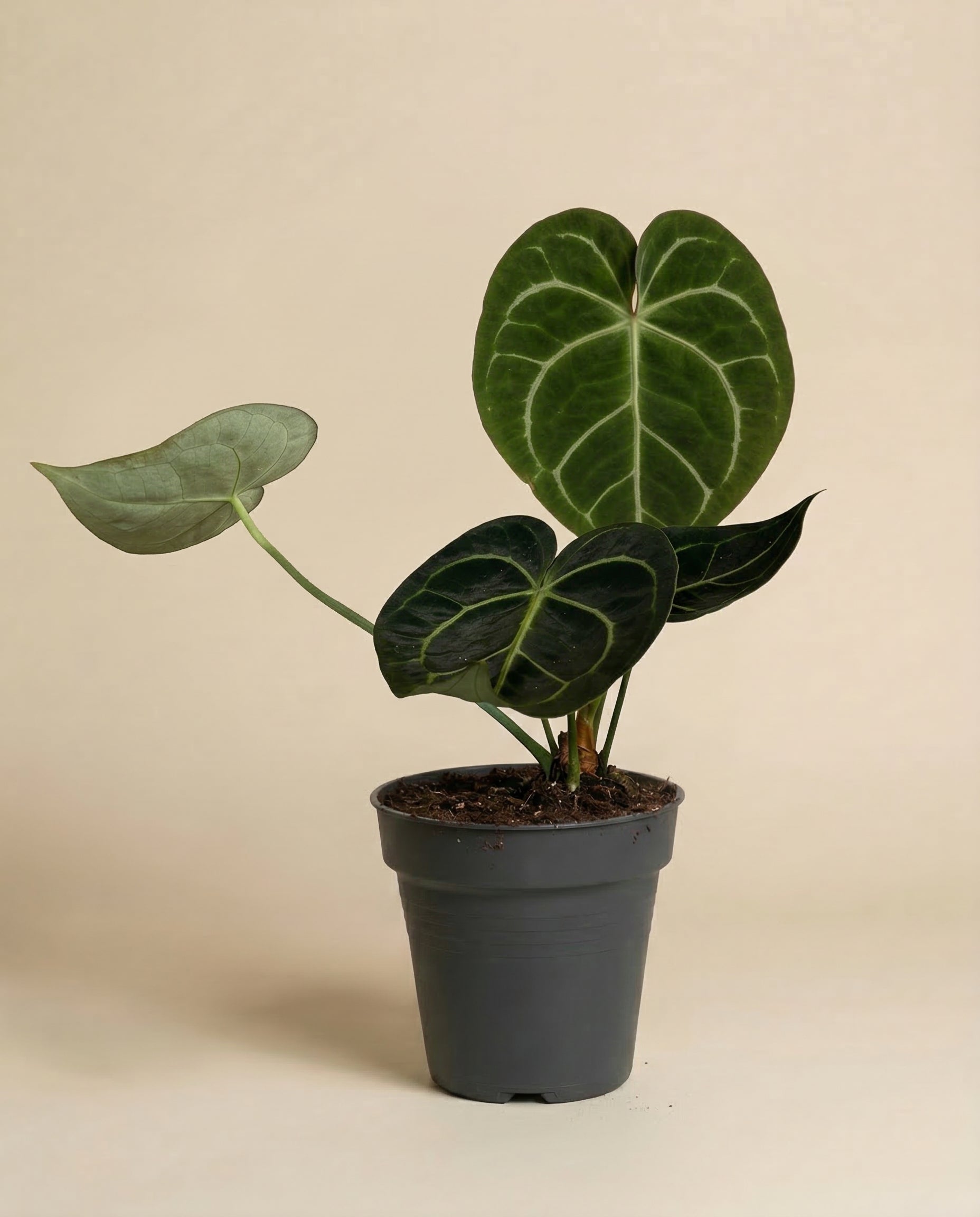 feey-variado-anthurium-clarinervium-zimmerpflanze-ohne-topf image 3