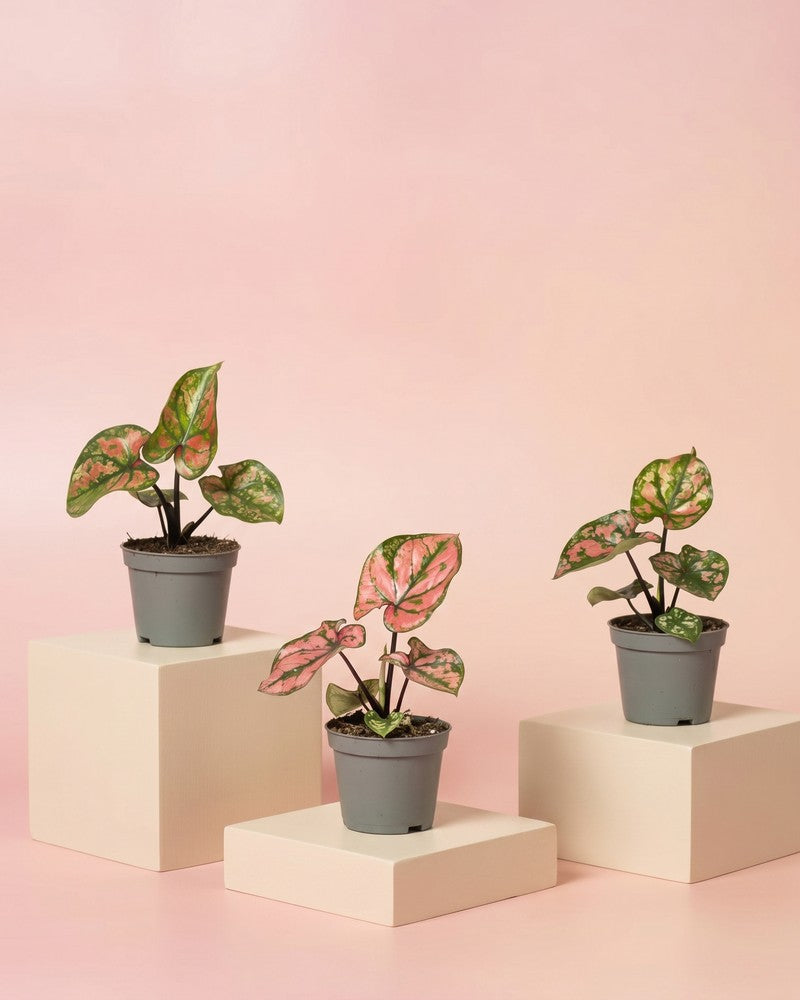 feey-variado-caladium-purple-light-zimmerpflanze-3er-set-bunt image 3
