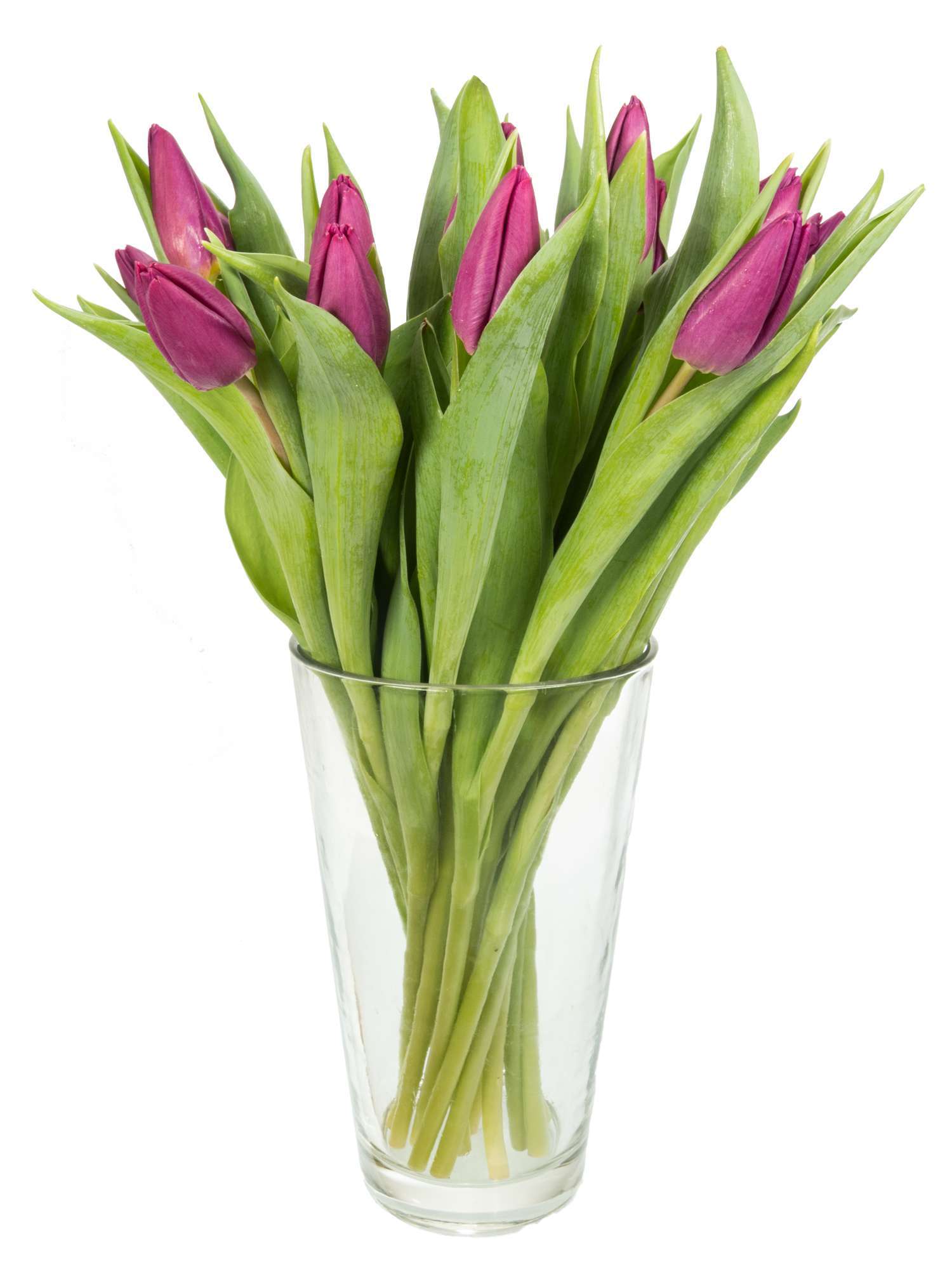 blumigo-tulpen-purple-prince-lila-frische-schnittblumen image 2