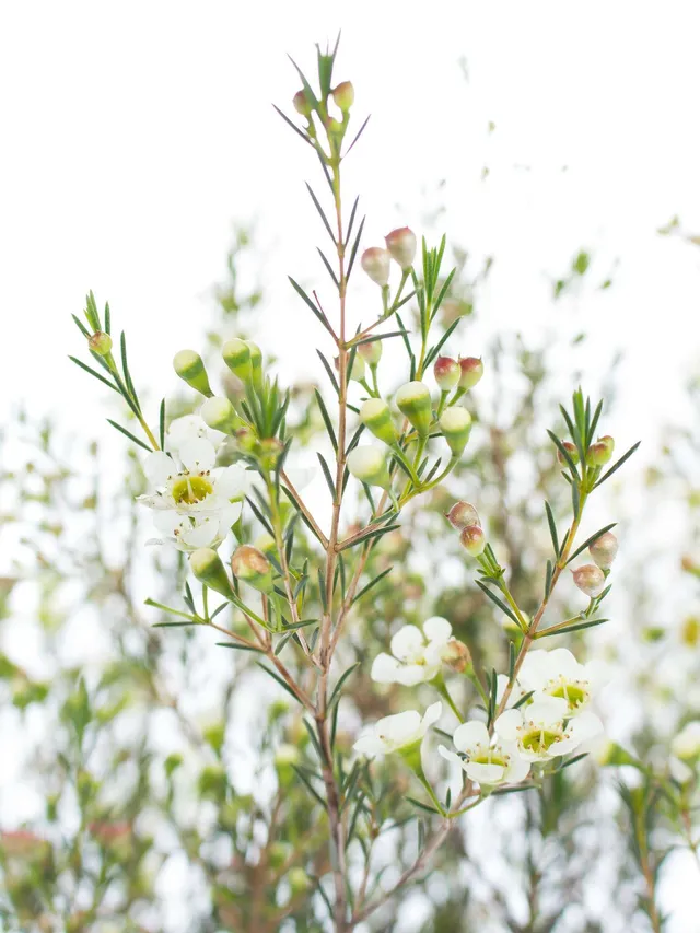 blumigo-blattwerk-wachsblume-ofir-wei-schnittblume image 1