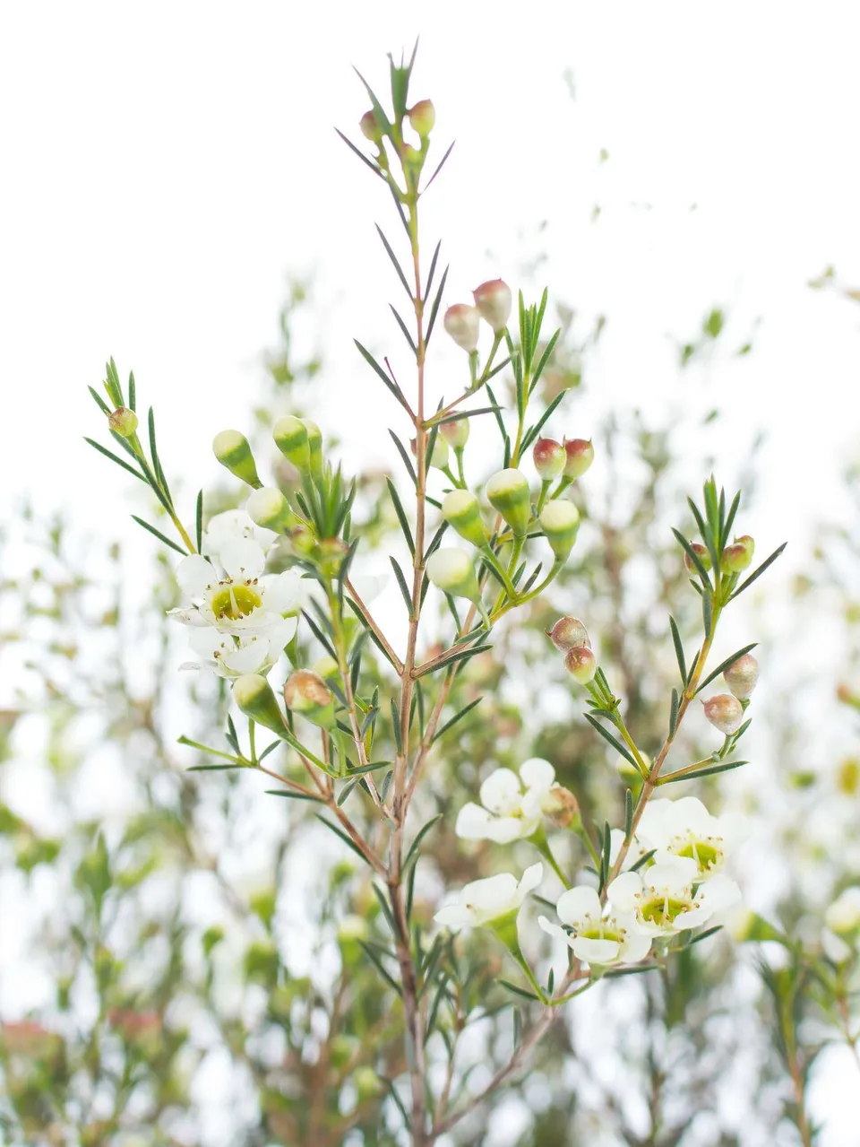 blumigo-blattwerk-wachsblume-ofir-wei-schnittblume image 1