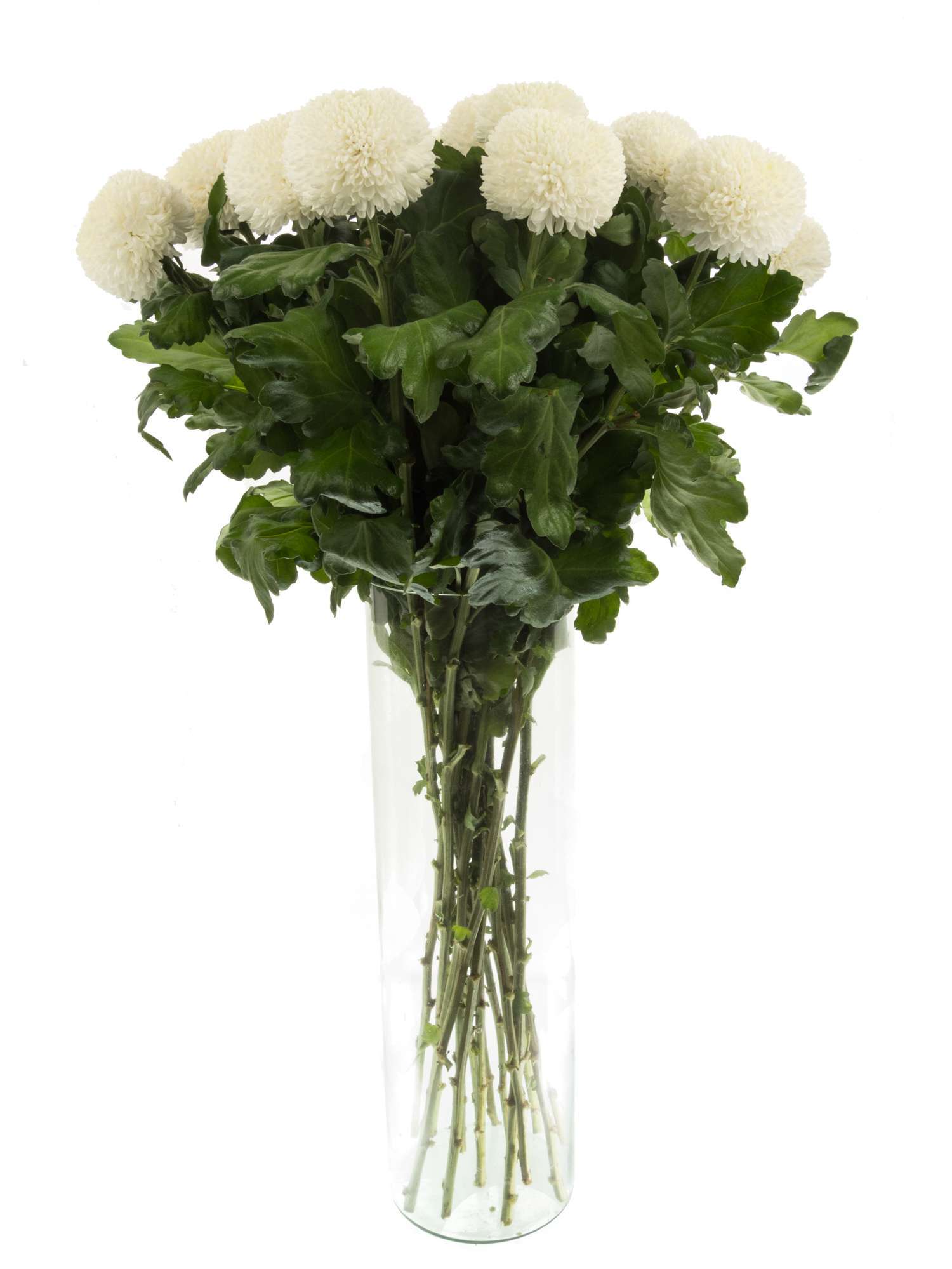 blumigo-chrysanthemen-boris-becker-wei-schnittblume image 2