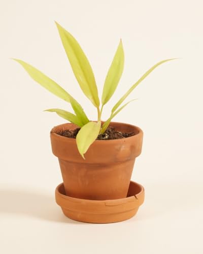 plnts-babyplnts-philodendron-golden-saw-zimmerpflanze-8cm-baby image 7