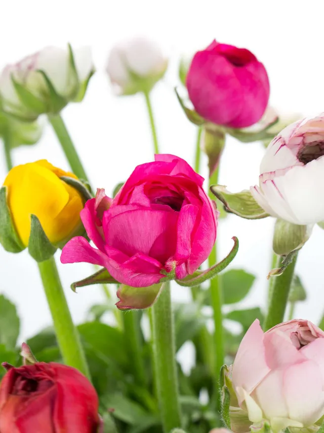 blumigo-ranunkeln-bunte-mischung-schnittblumen image 1
