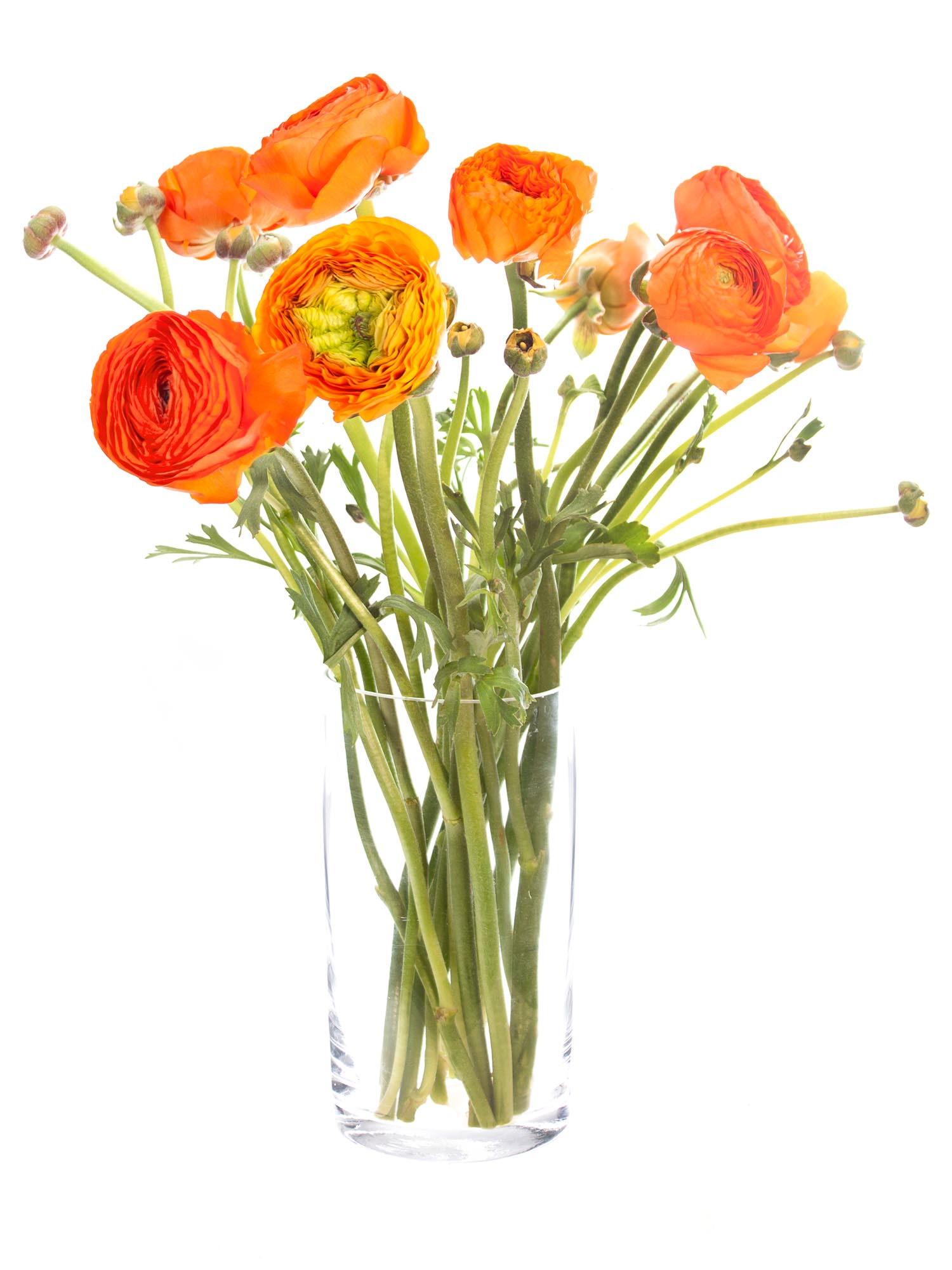 blumigo-ranunkeln-xl-cloni-lambada-orange-schnittblumen-1-stiel image 2