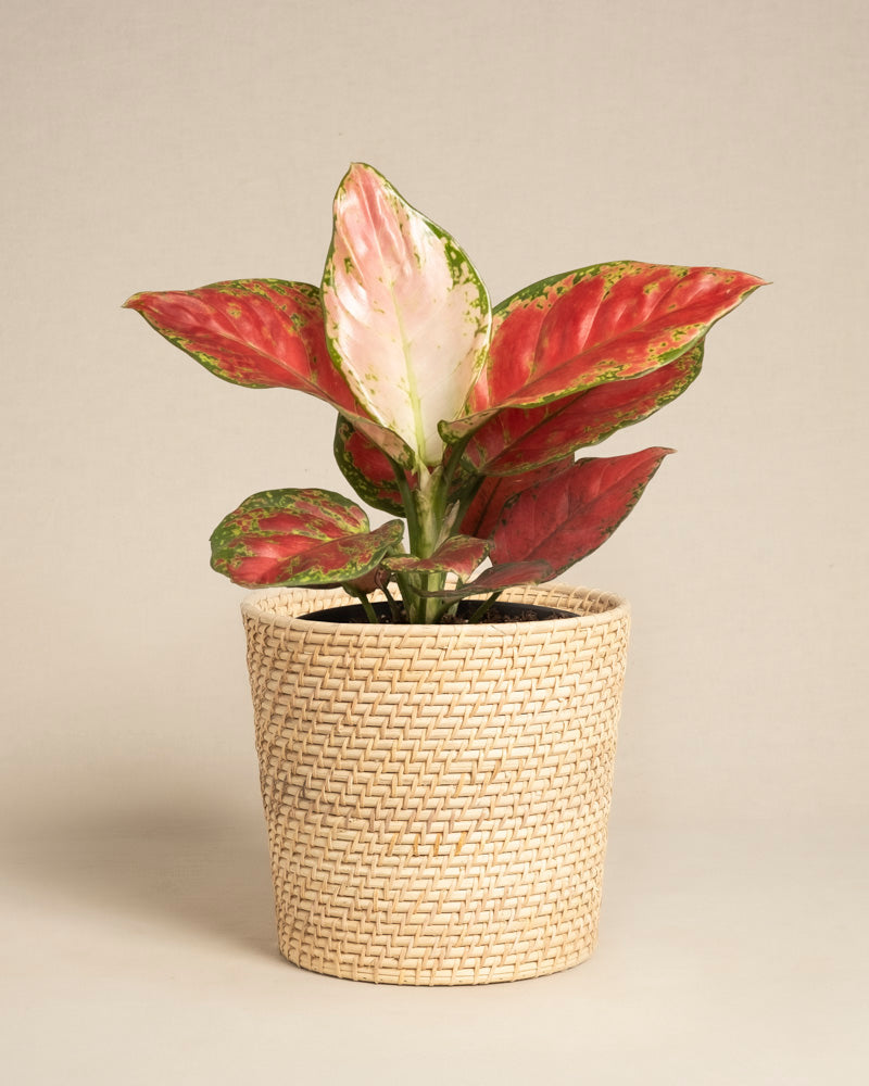 feey-variado-aglaonema-cayenne-red-ohne-bertopf-bunt image 5