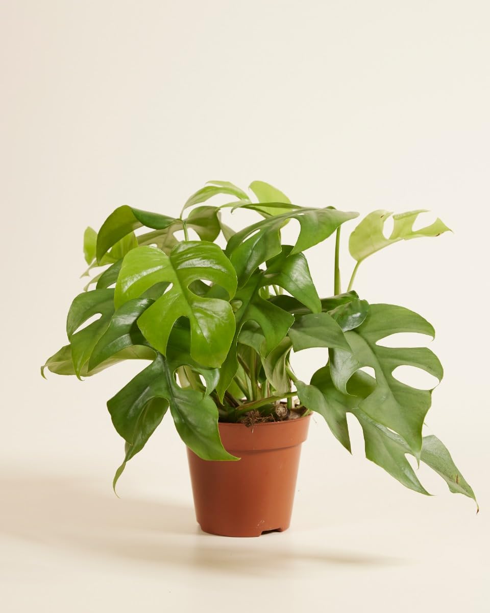 plnts-rareplnts-rhaphidophora-tetrasperma-zimmerpflanze-30-cm-rankpflanze image 2