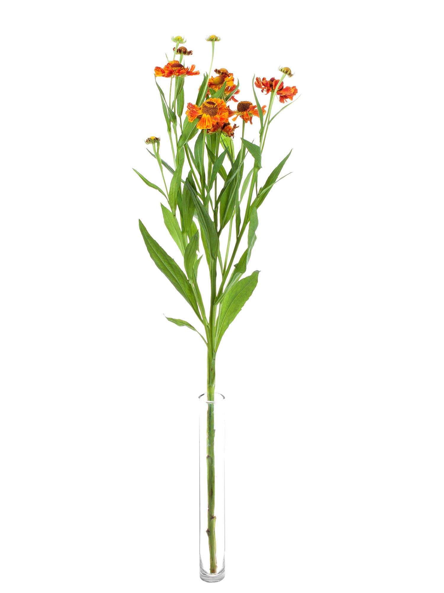 blumigo-helenium-autumn-fire-orange-rote-schnittblume-stiel image 3
