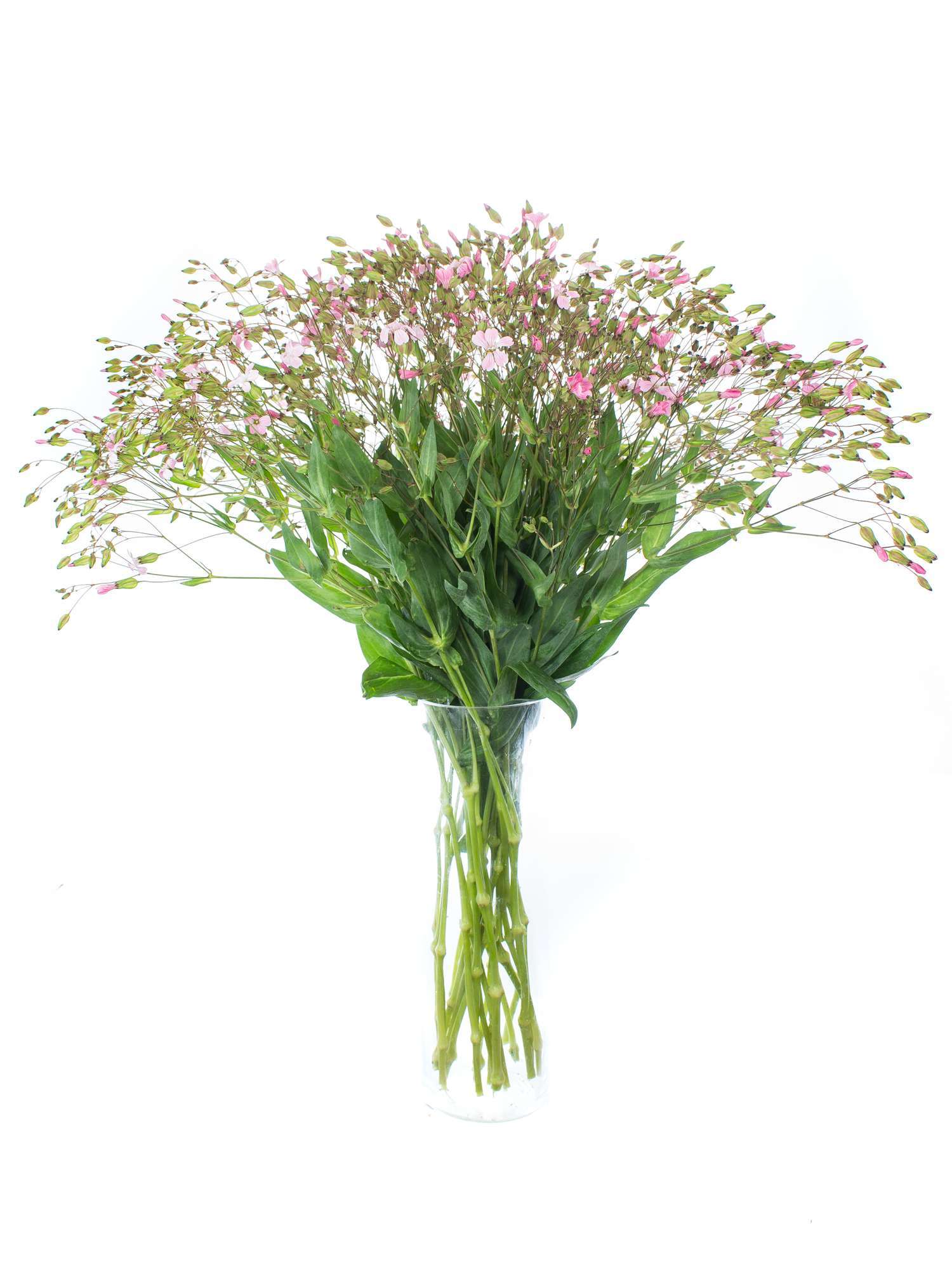 blumigo-blattwerk-saponaria-seifenkraut-schnittblume-rosa image 2
