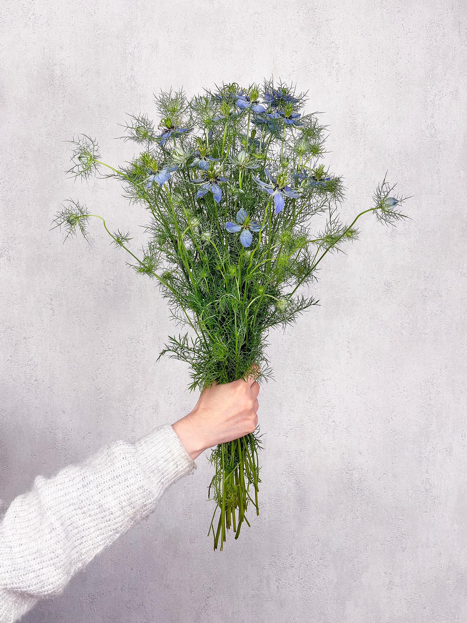 blumigo-jungfer-im-gruenen-blau-schnittblume-1-stiel-frisch image 2