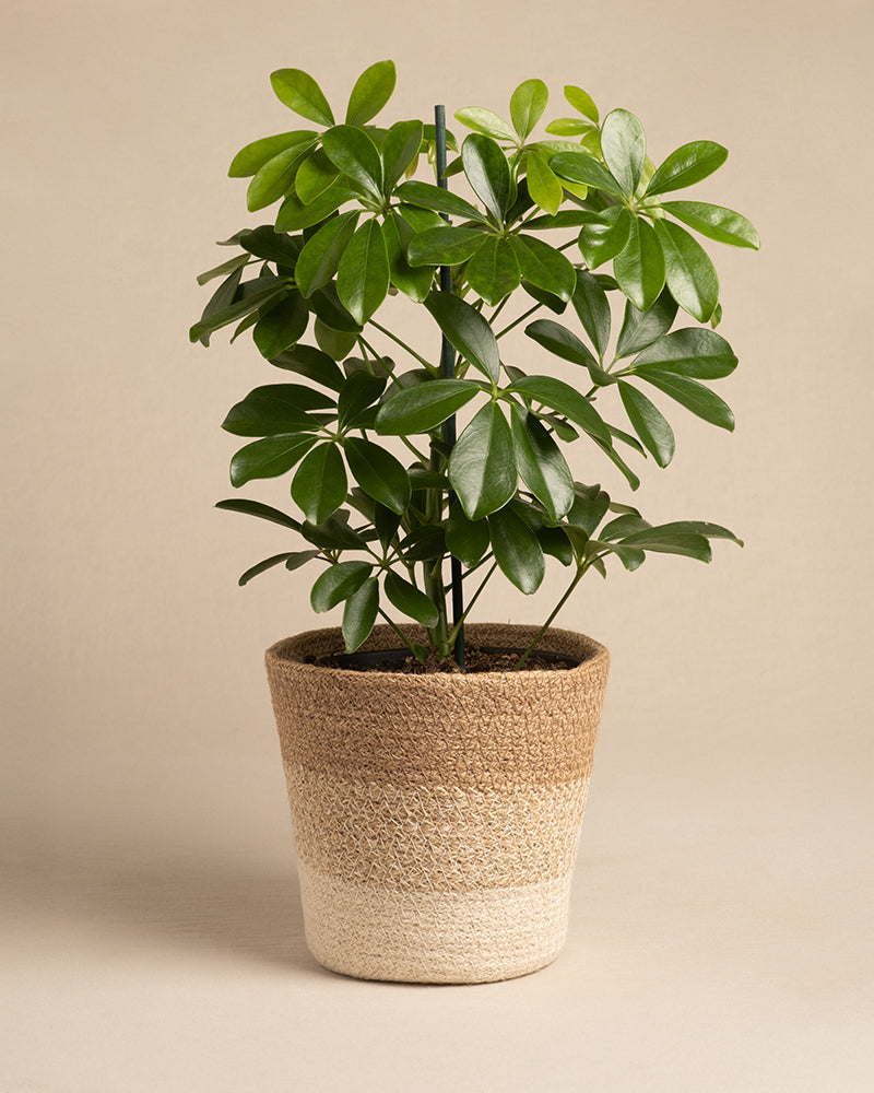 feey-variado-lapis-pflanzenkorb-jute-16cm-natur image 6