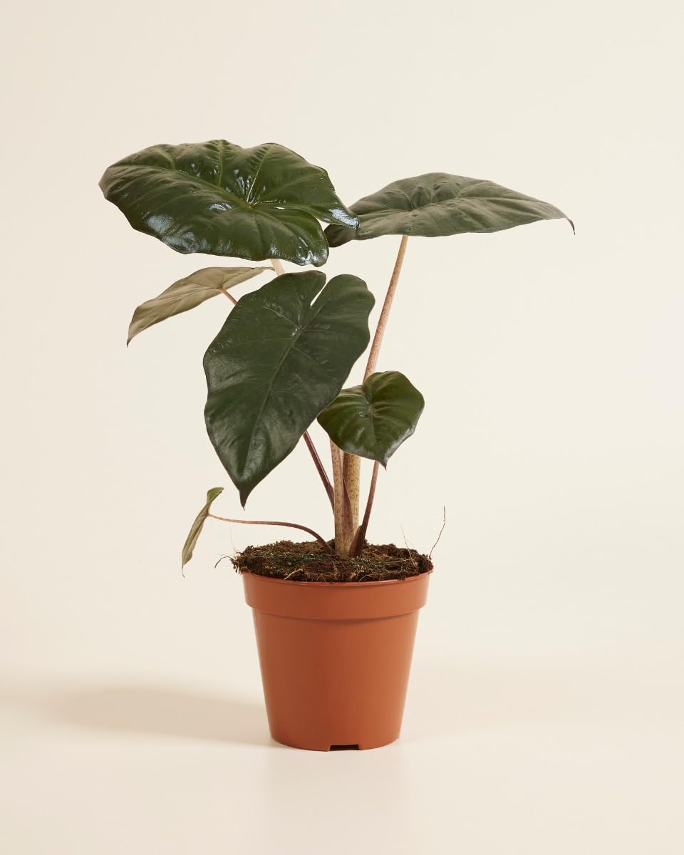 plnts-rareplnts-alocasia-yucatan-princess-pfeilblatt-14cm image 2