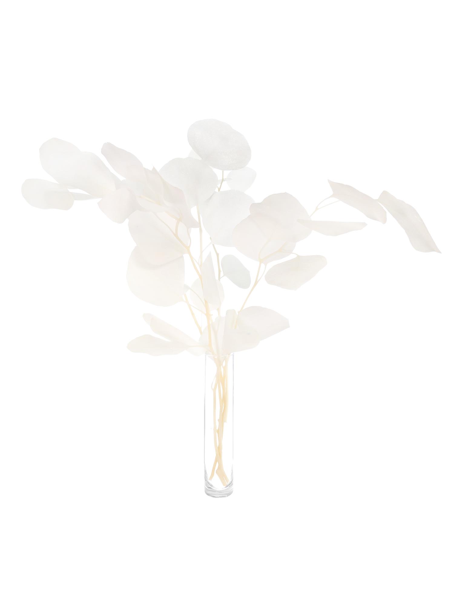 blumigo-eukalyptus-silver-dollar-wei-trockenblumen image 2