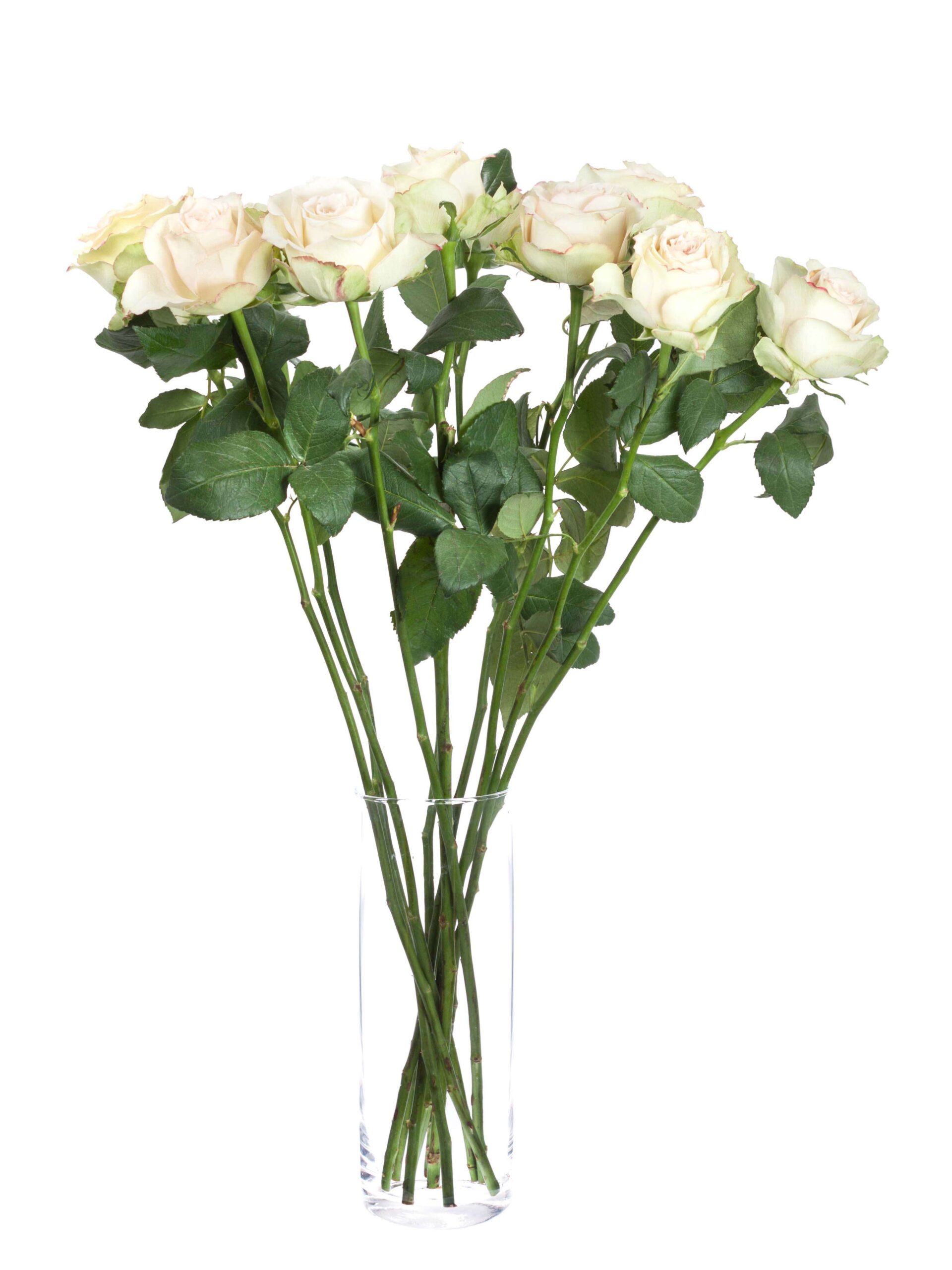 blumigo-rosen-hypnose-schnittblume-creme-rosa image 2