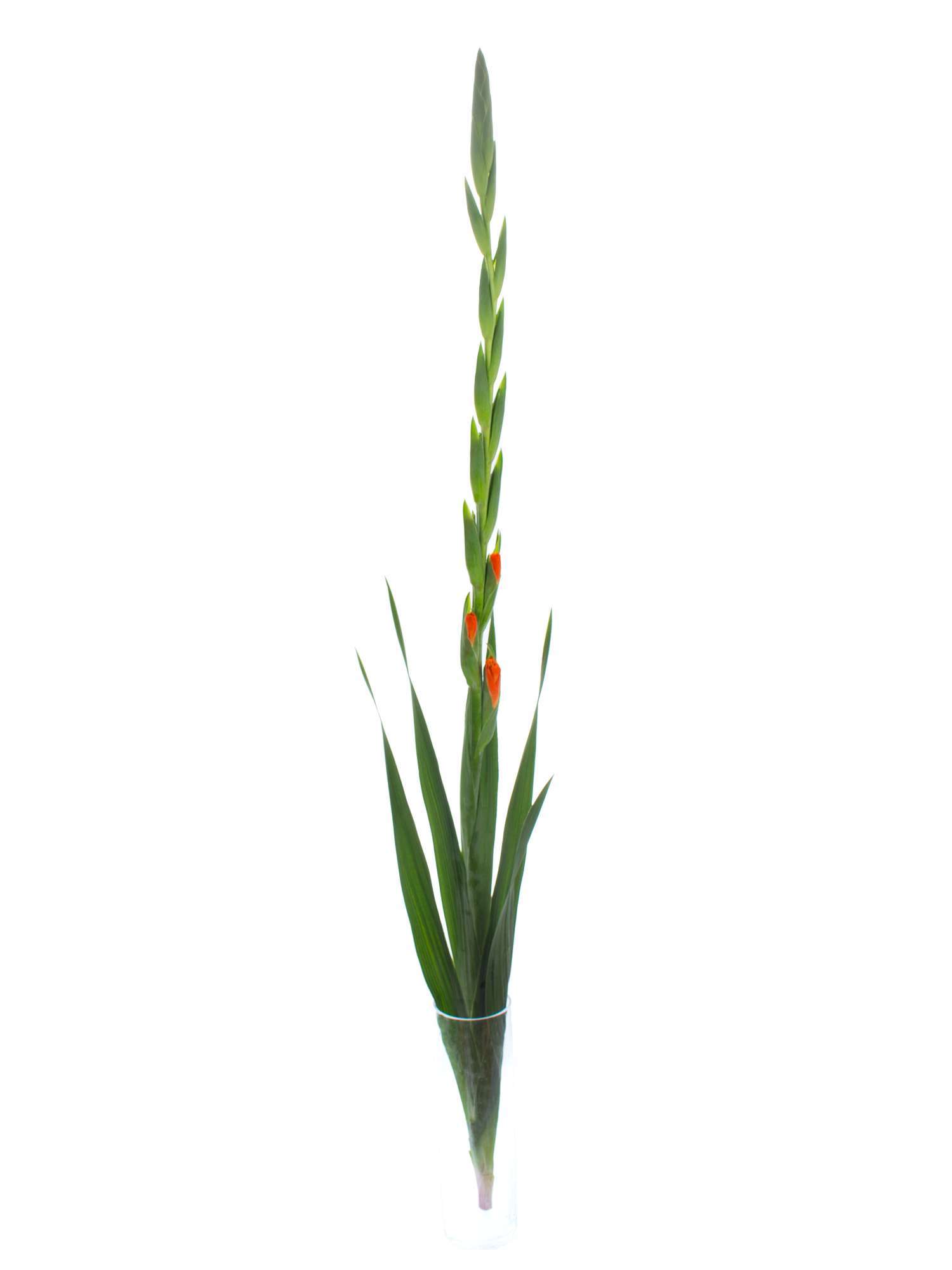 blumigo-royal-class-gladiole-orange image 3