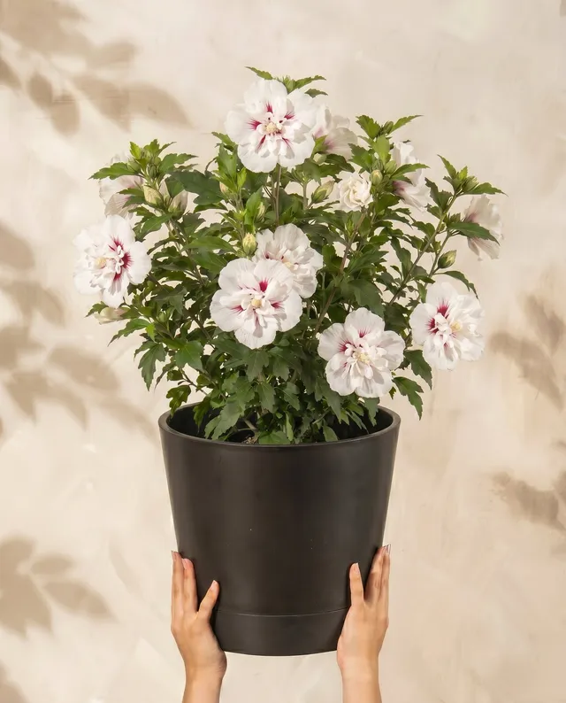 feey-amsterdam-wei-er-hibiskus-strauch-ohne-topf-winterhart image 1