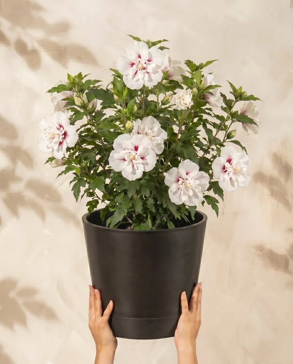 feey-amsterdam-wei-er-hibiskus-strauch-ohne-topf-winterhart image 1